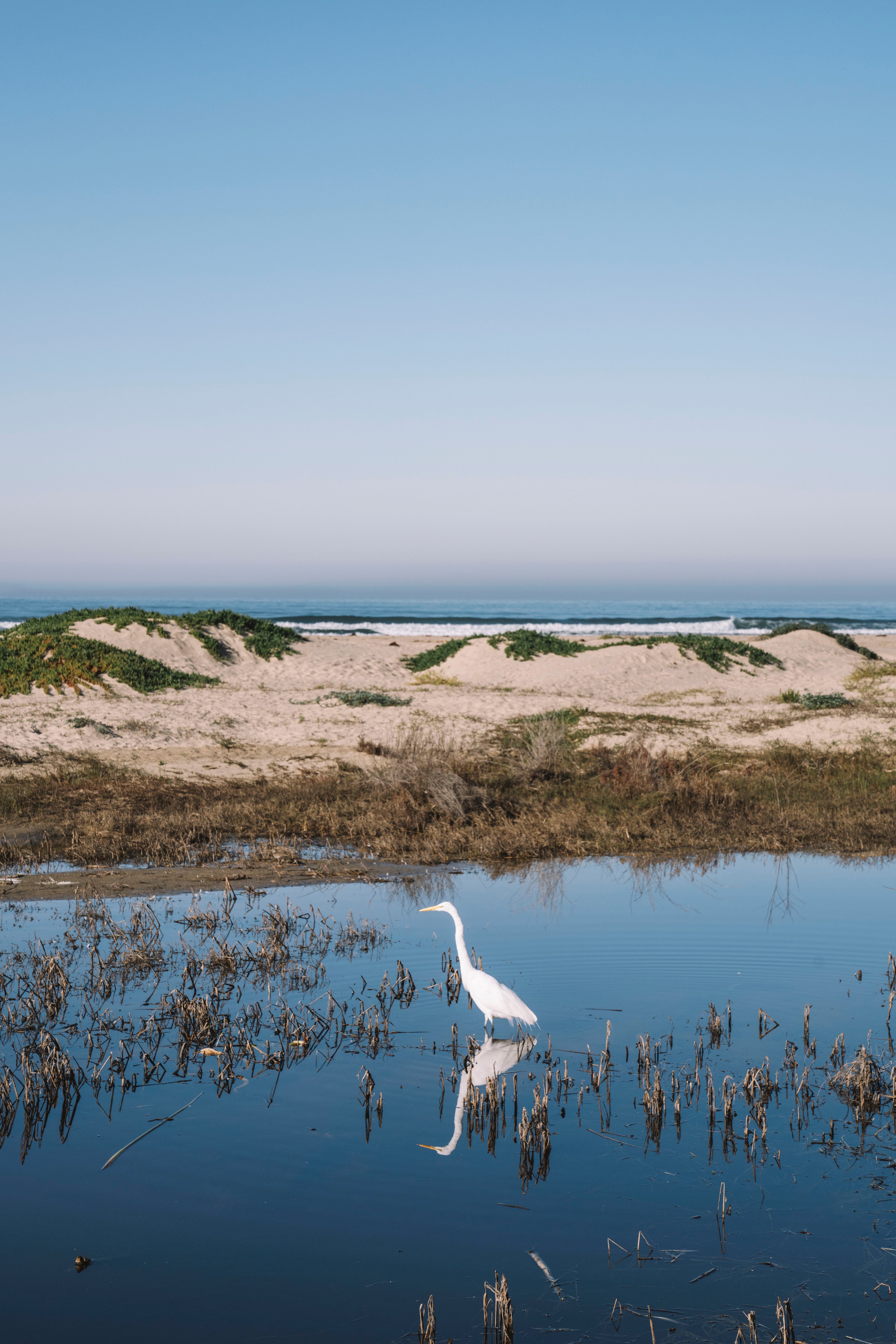 COASTAL EGRET PRINT