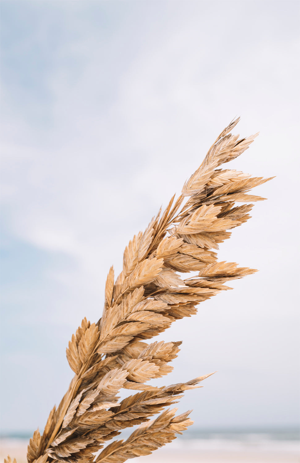 COASTAL BREEZE PRINT