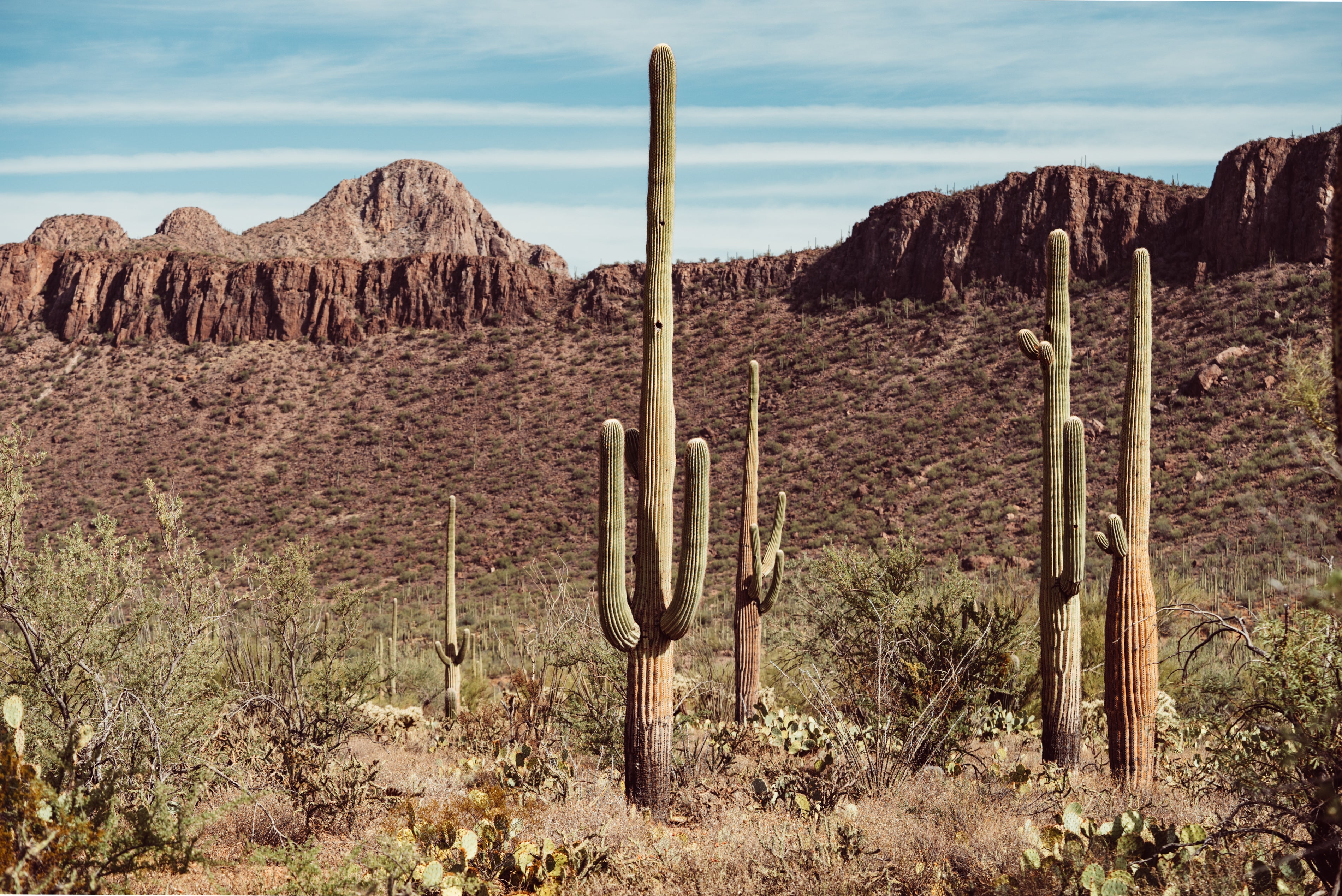 SAGUARO WONDERLAND PRINT