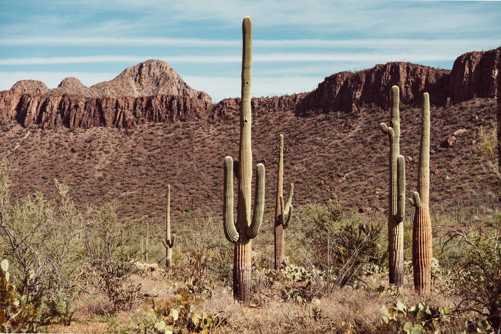 SAGUARO WONDERLAND PRINT