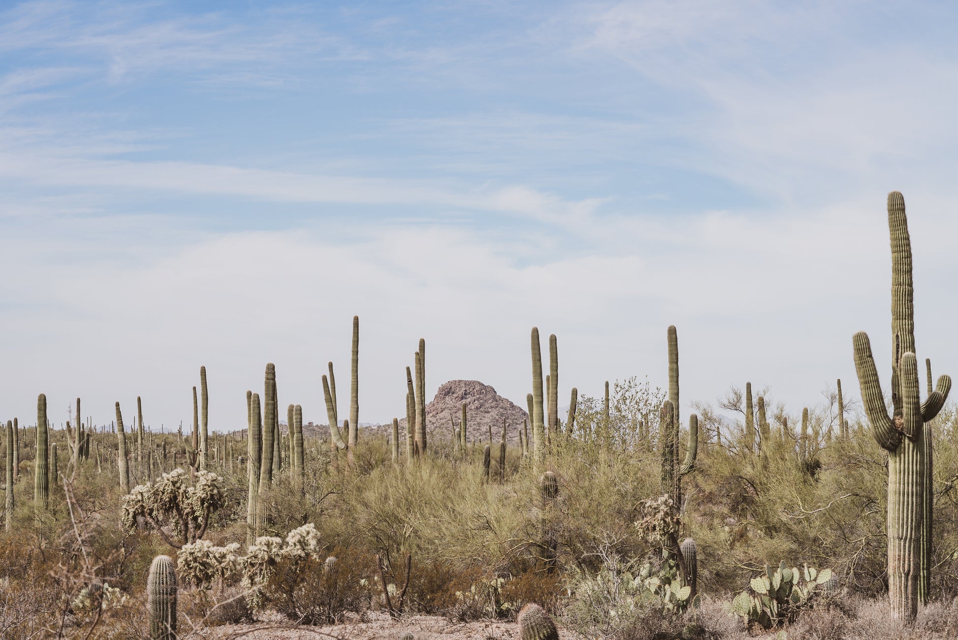 ARIZONA LOCALS PRINT
