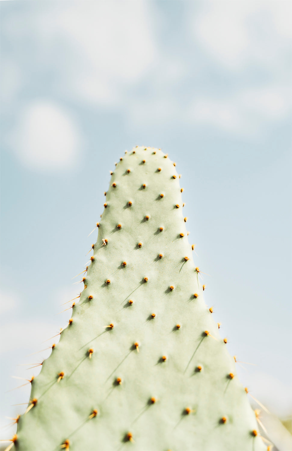 DREAMY CACTUS PRINT