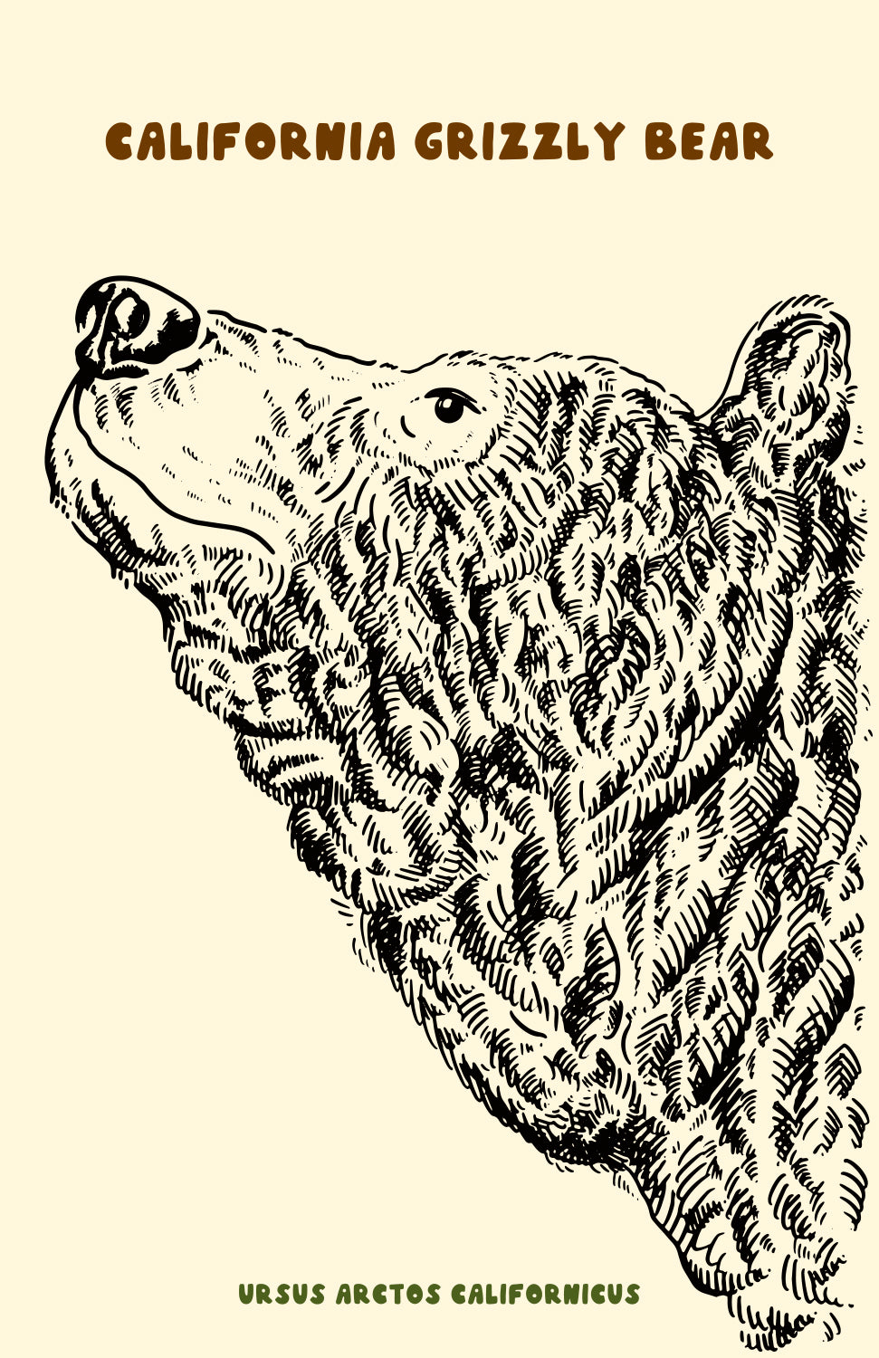CALIFORNIA GRIZZLY PRINT