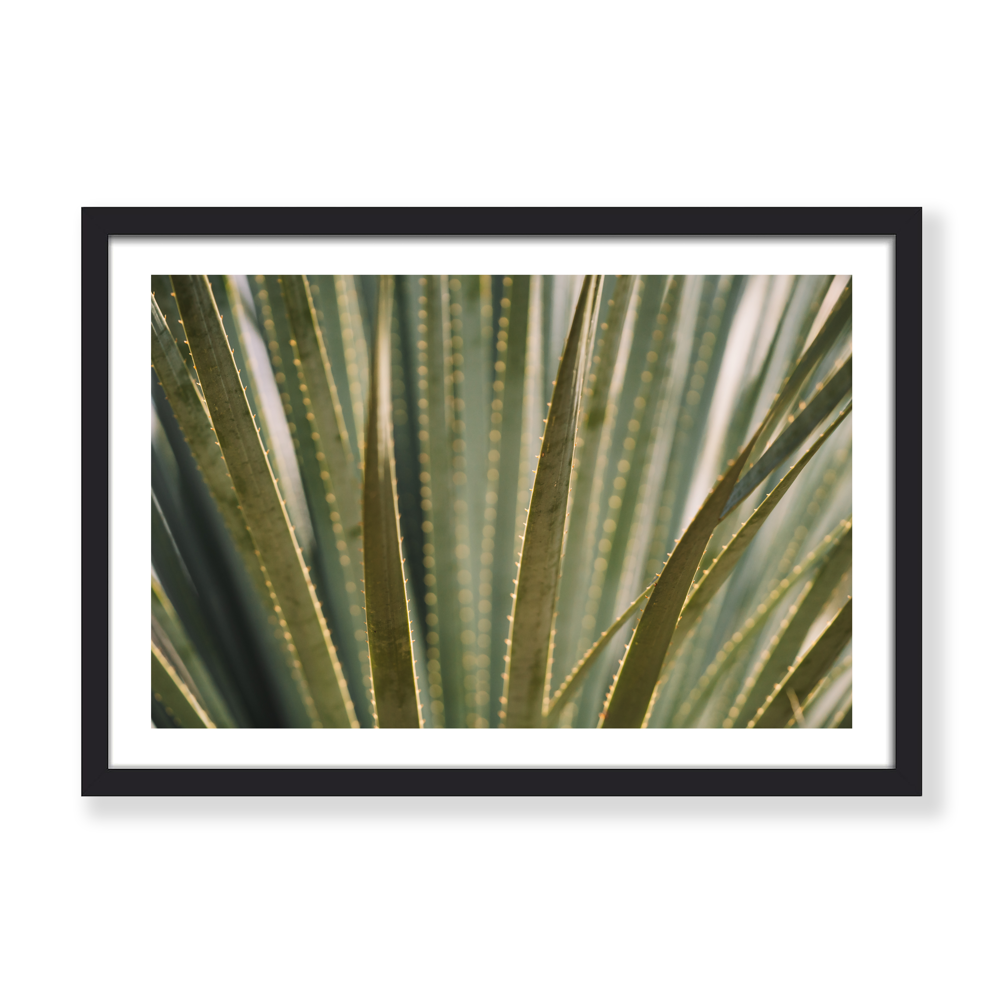 ALOE THERE! PRINT