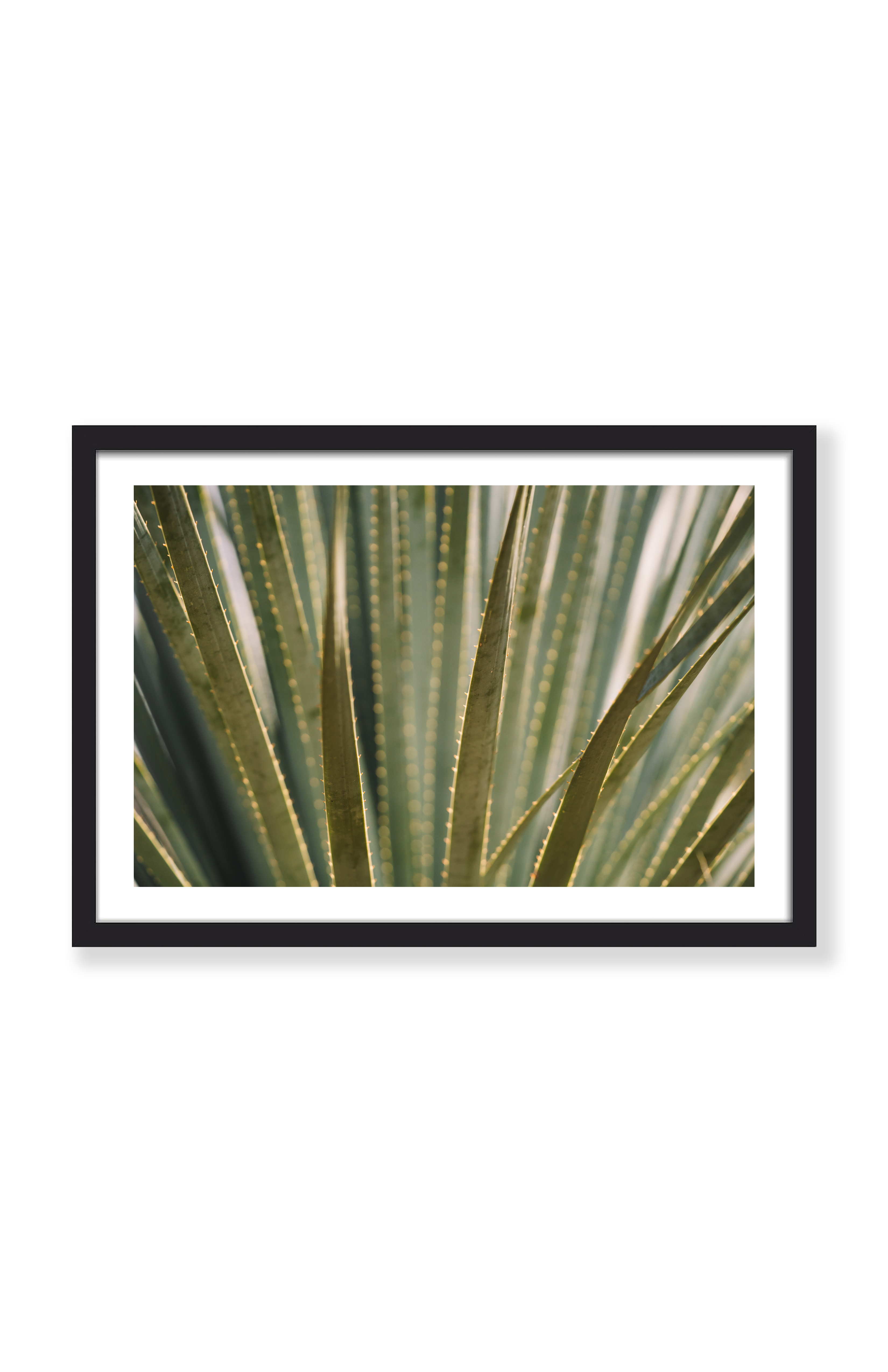 ALOE THERE! PRINT