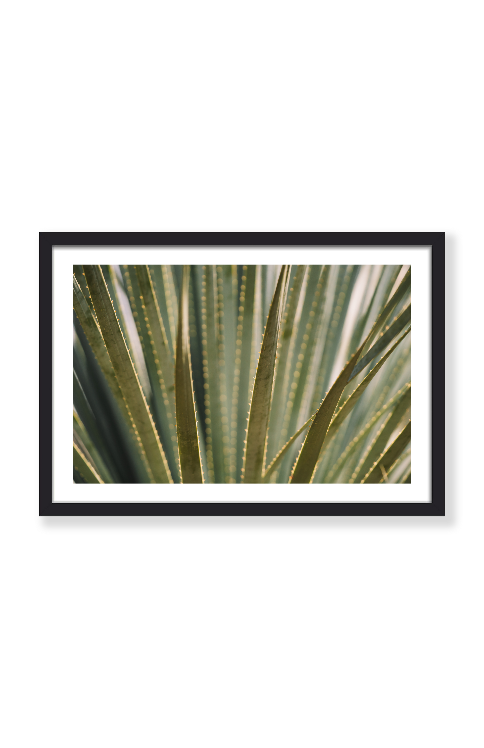 ALOE THERE! PRINT