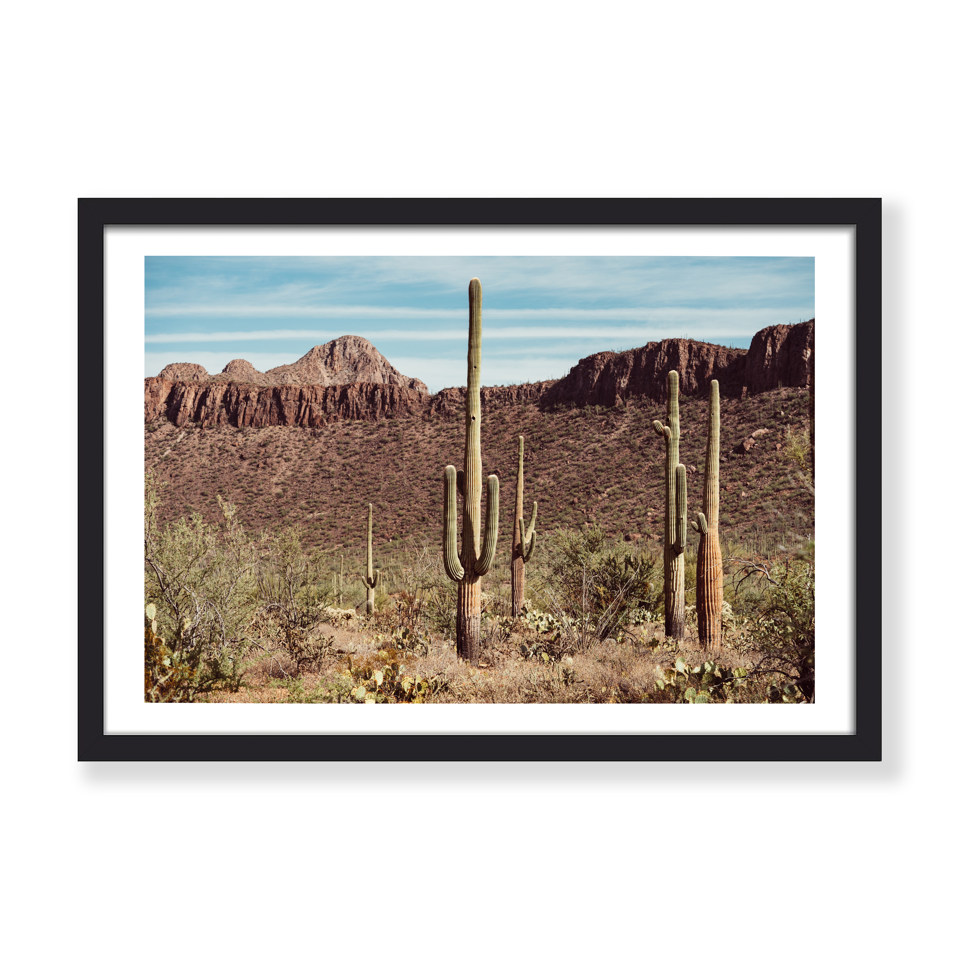 SAGUARO WONDERLAND PRINT