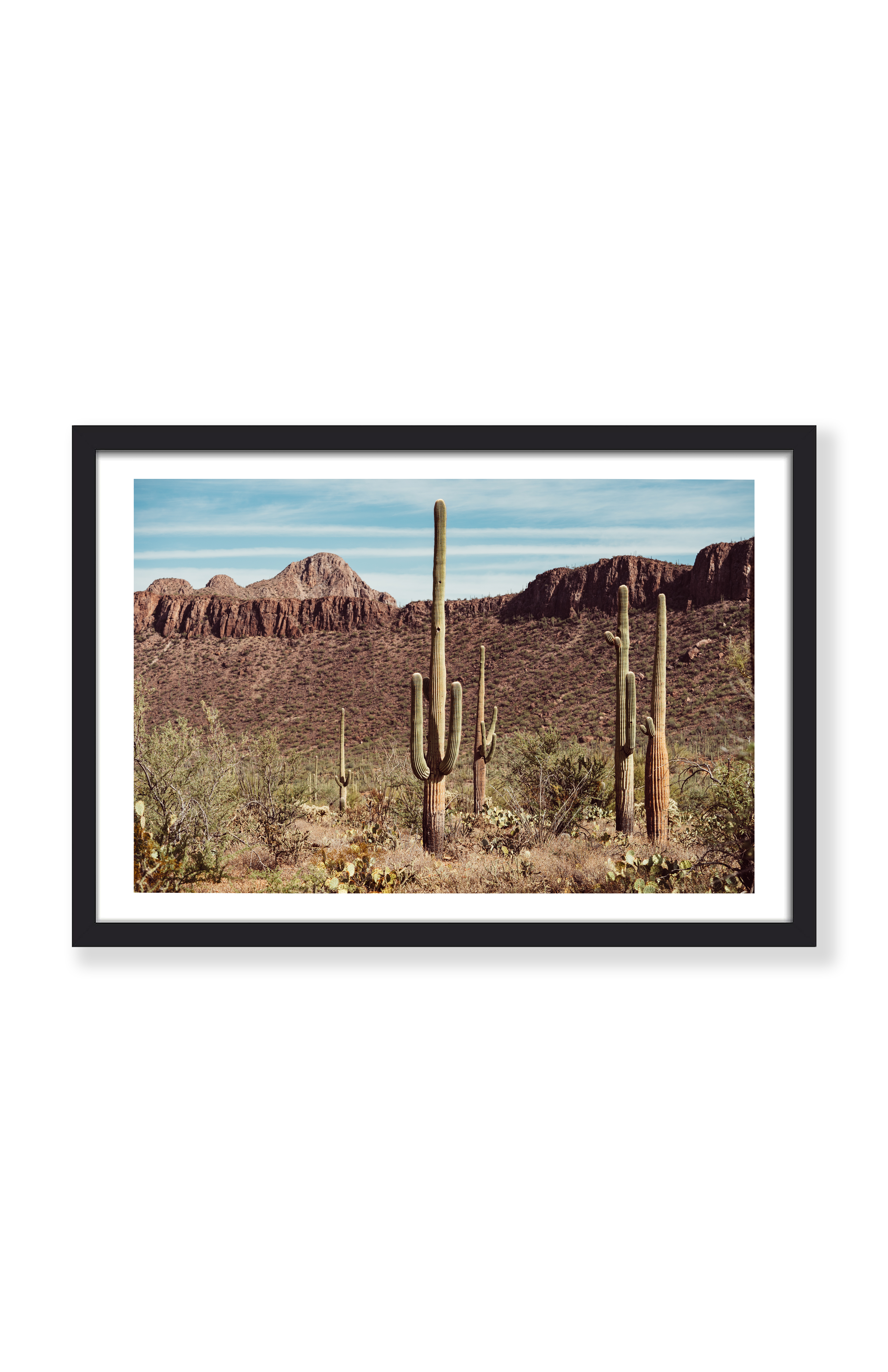 SAGUARO WONDERLAND PRINT