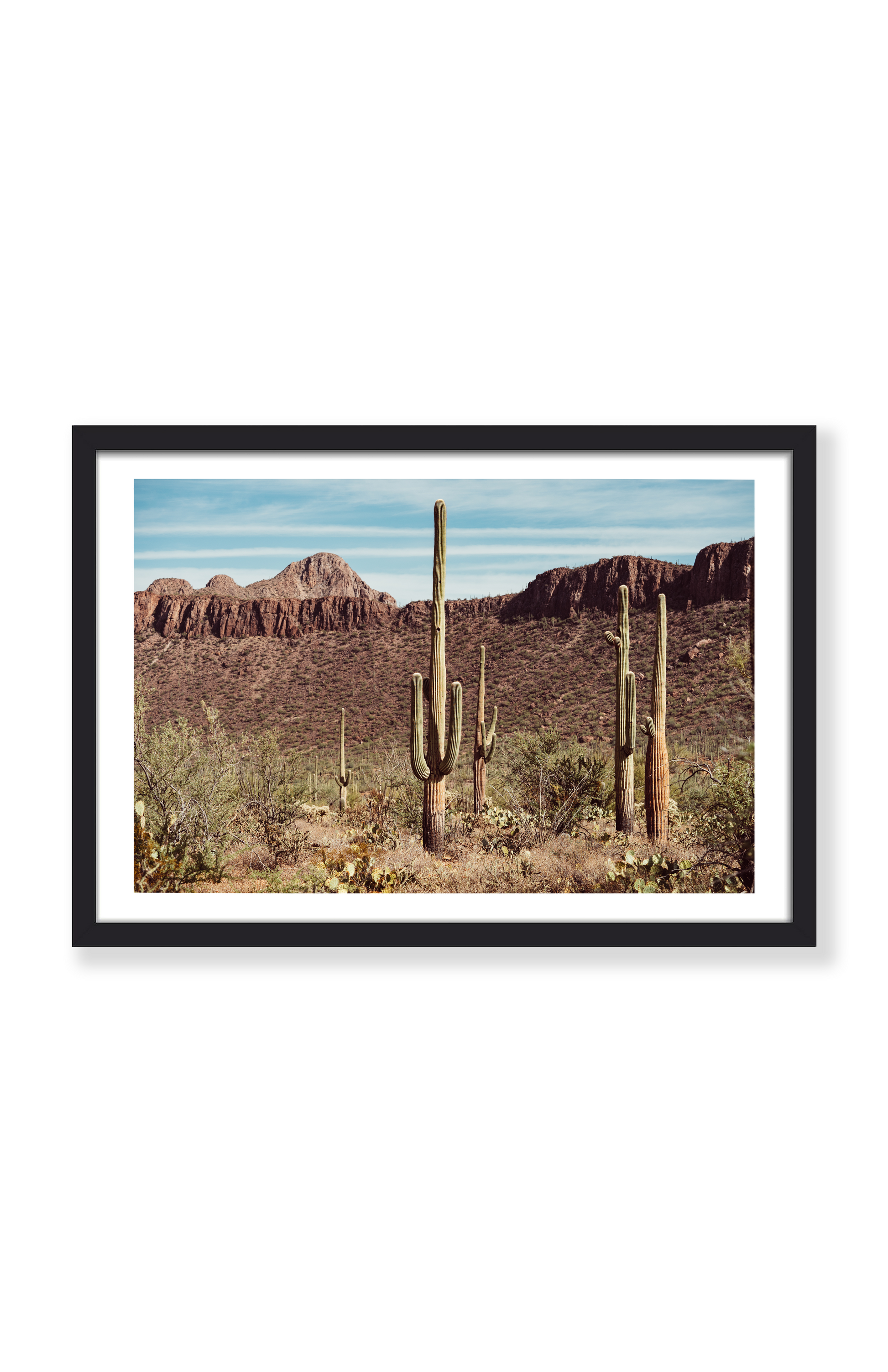 SAGUARO WONDERLAND PRINT
