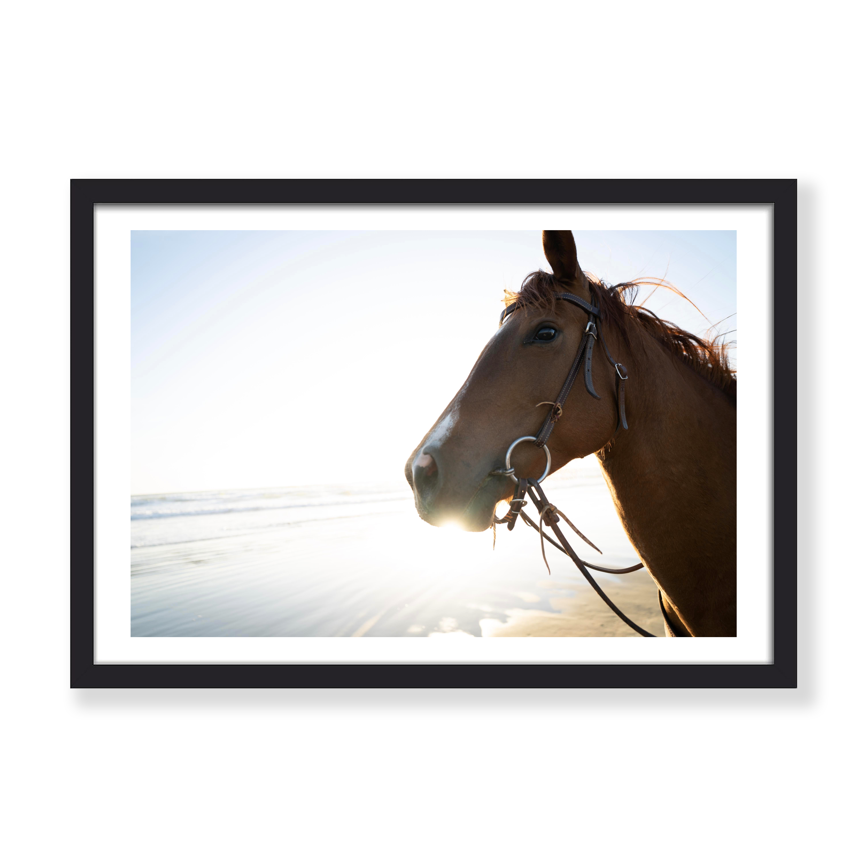 SHORELINE REINS PRINT