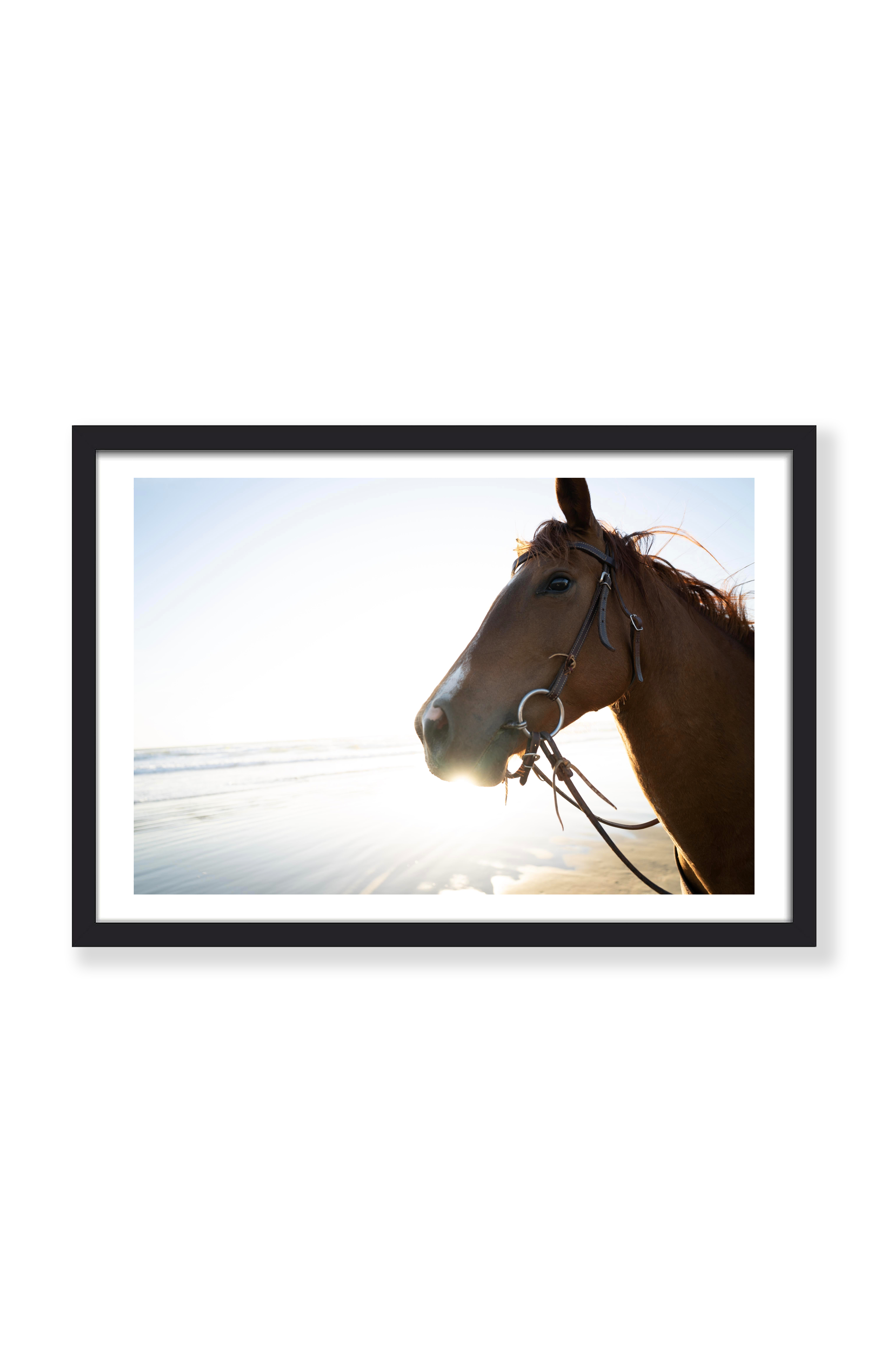 SHORELINE REINS PRINT