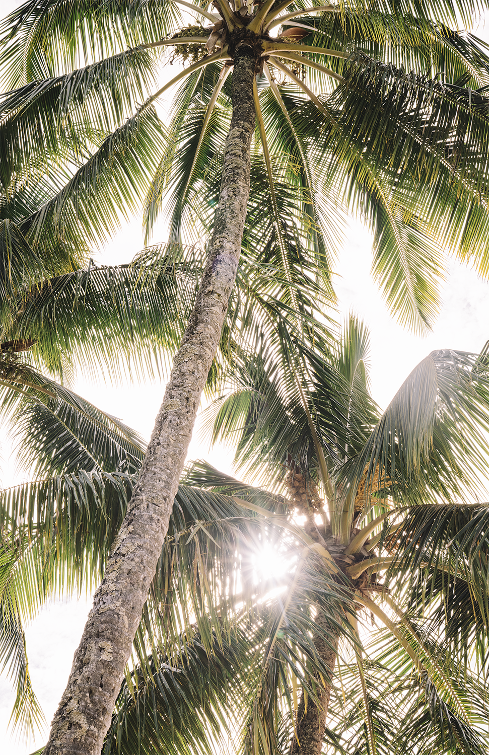 TROPICAL PALMS PRINT