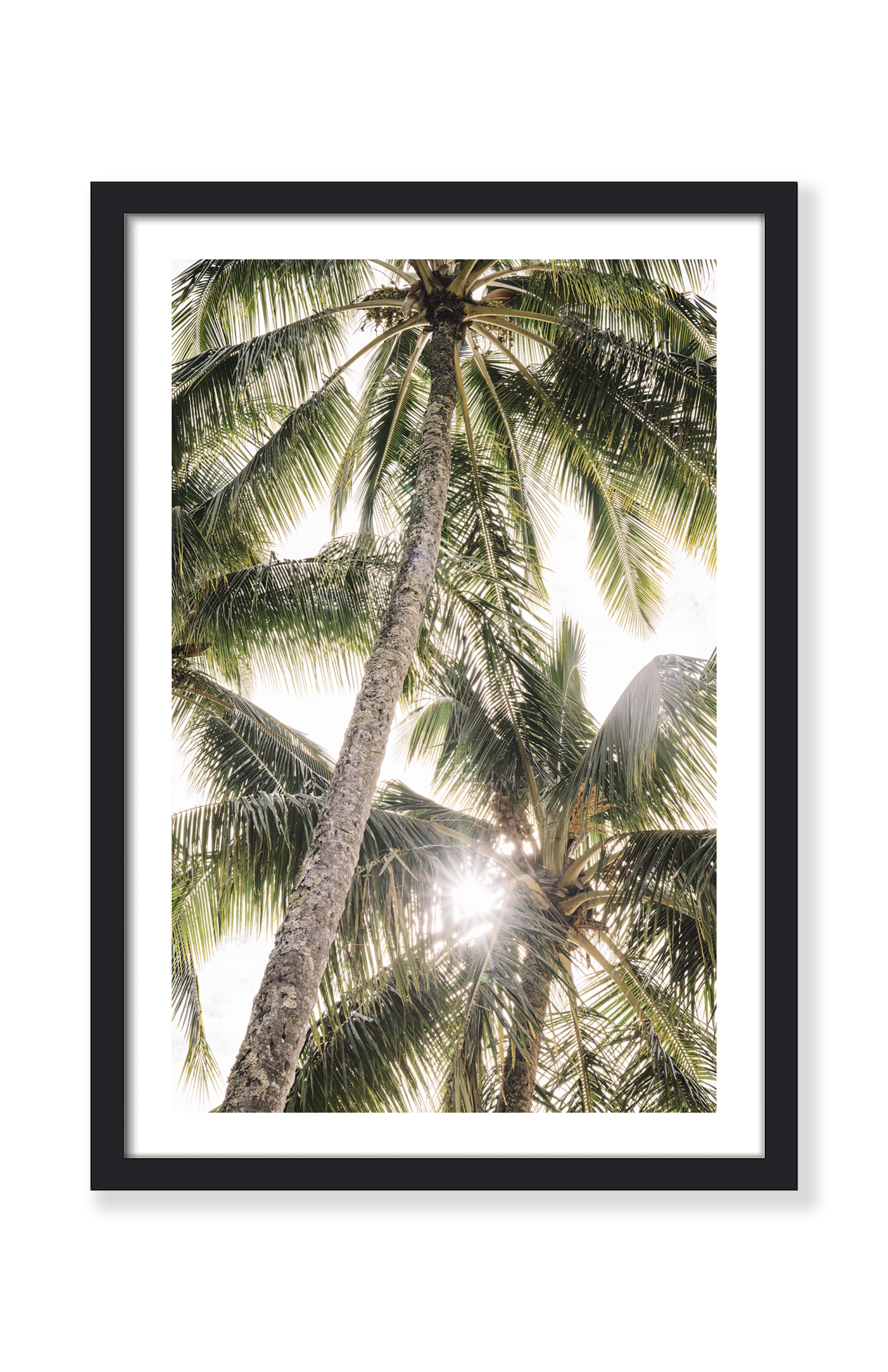 TROPICAL PALMS PRINT