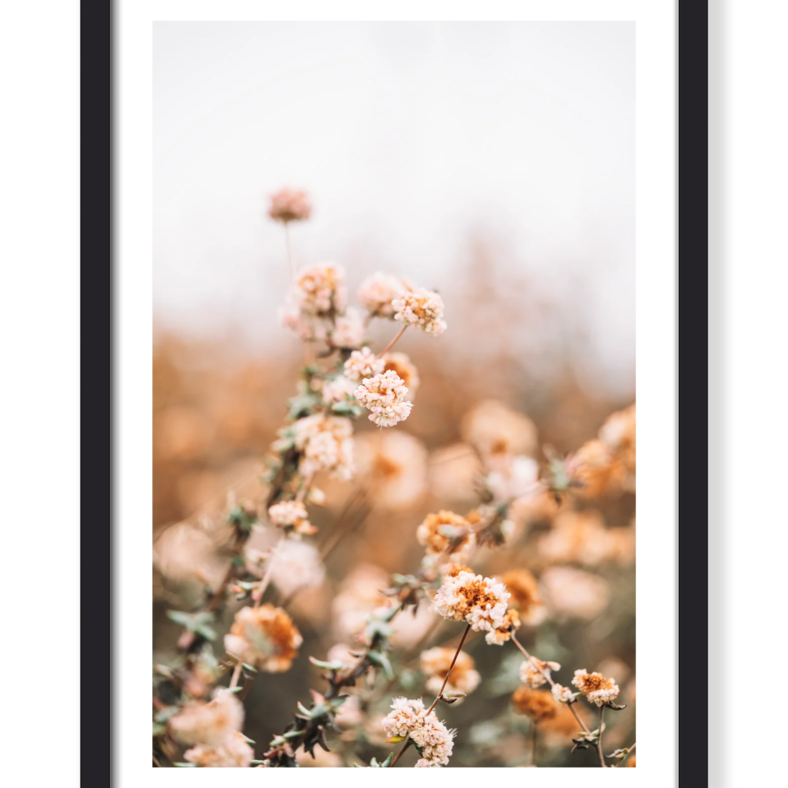 WHISPY IN PINK PRINT