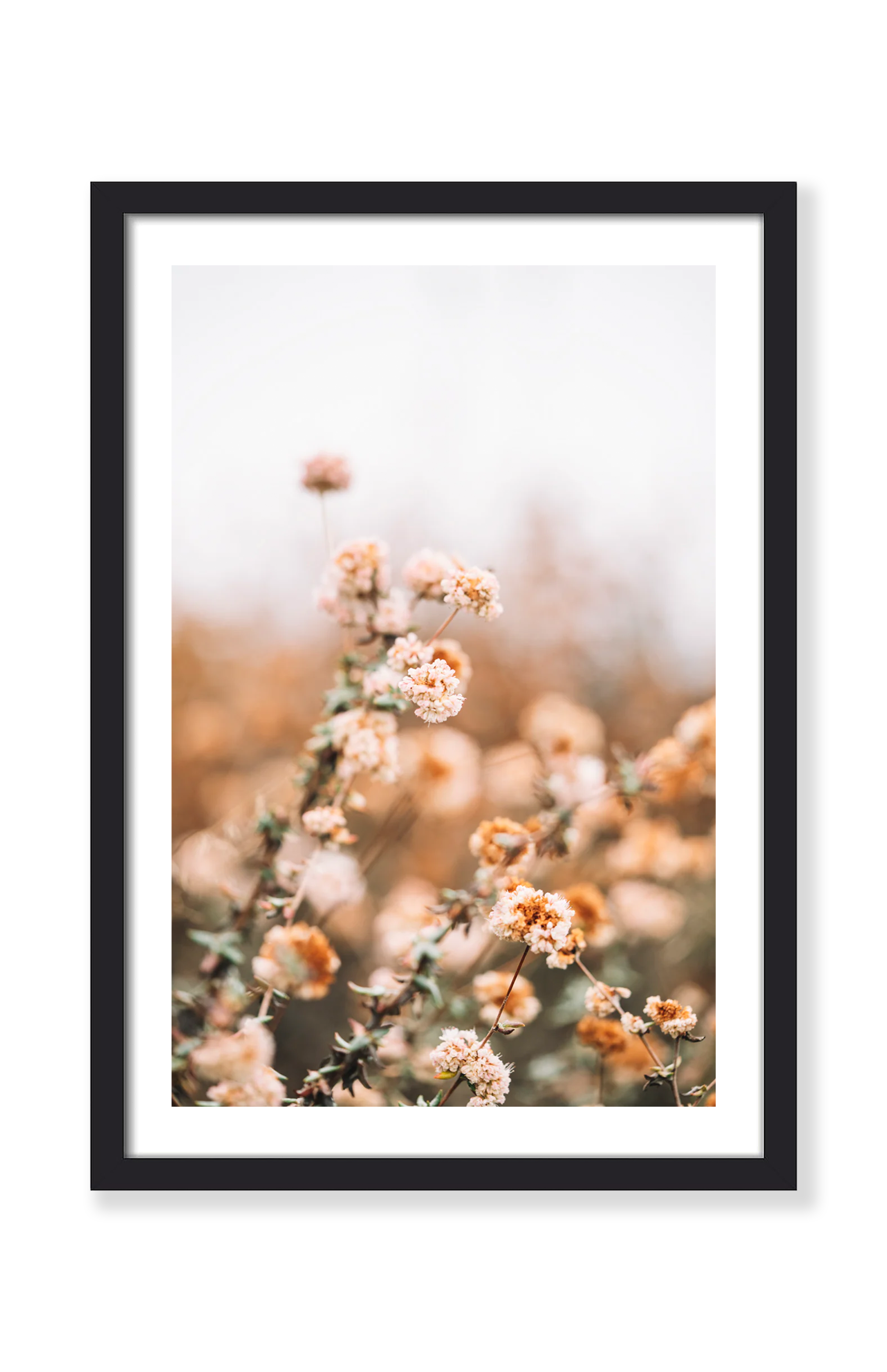 WHISPY IN PINK PRINT