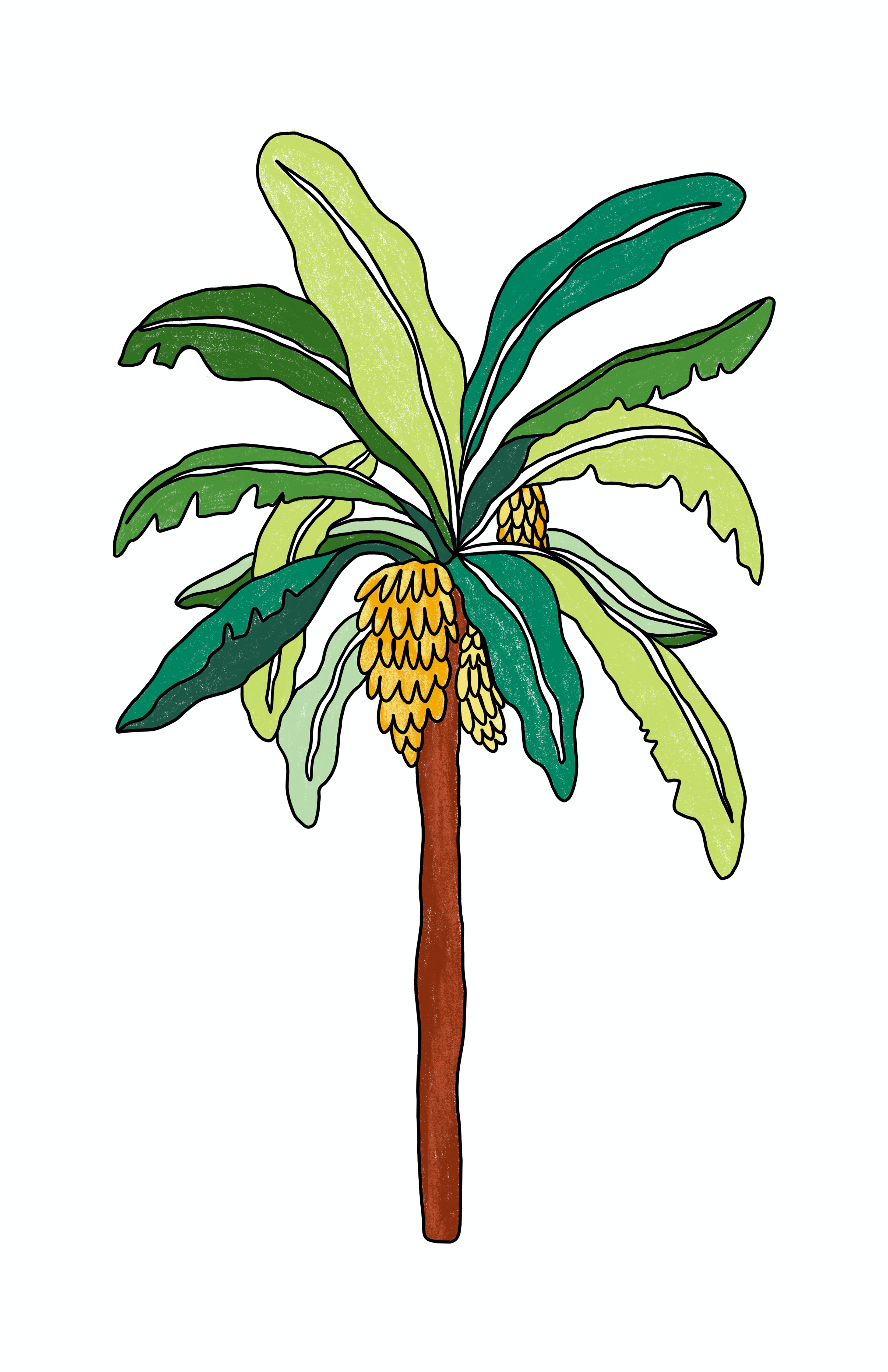 El Banano print – botanical illustration of a green banana tree with a bunch of yellow bananas on white