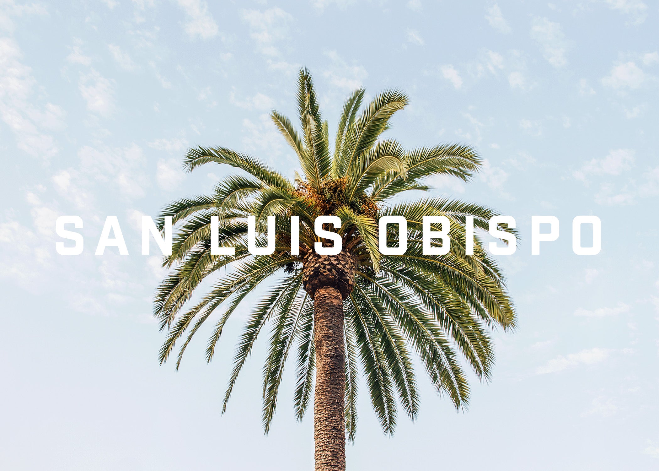 SAN LUIS OBISPO PALM TREE PRINT