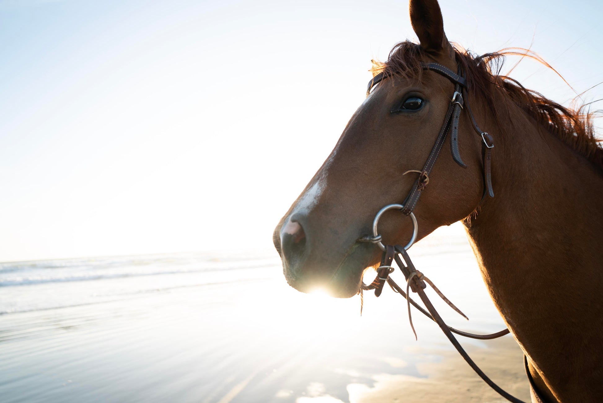 SHORELINE REINS PRINT