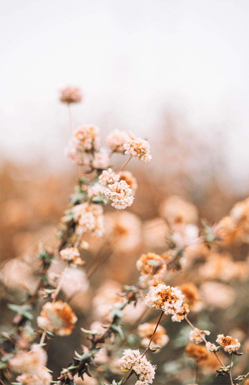 WHISPY IN PINK PRINT