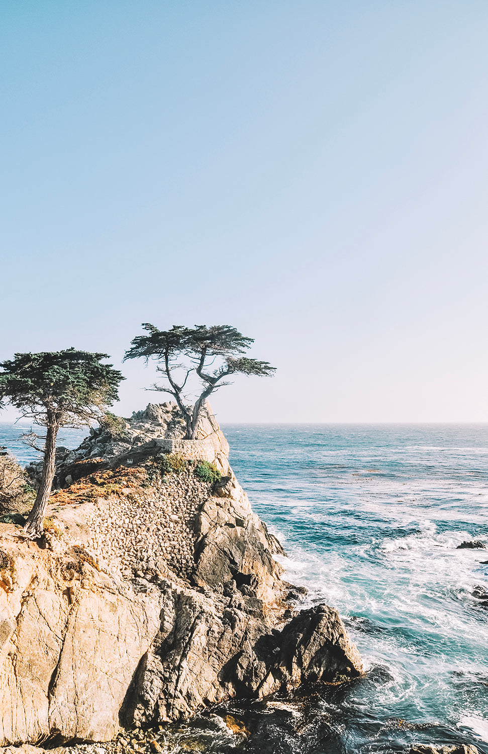 MONTEREY TREE PRINT