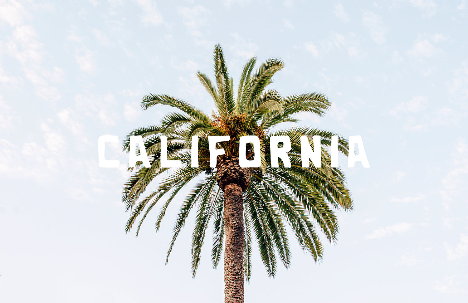 CALIFORNIA PALM TREE PRINT